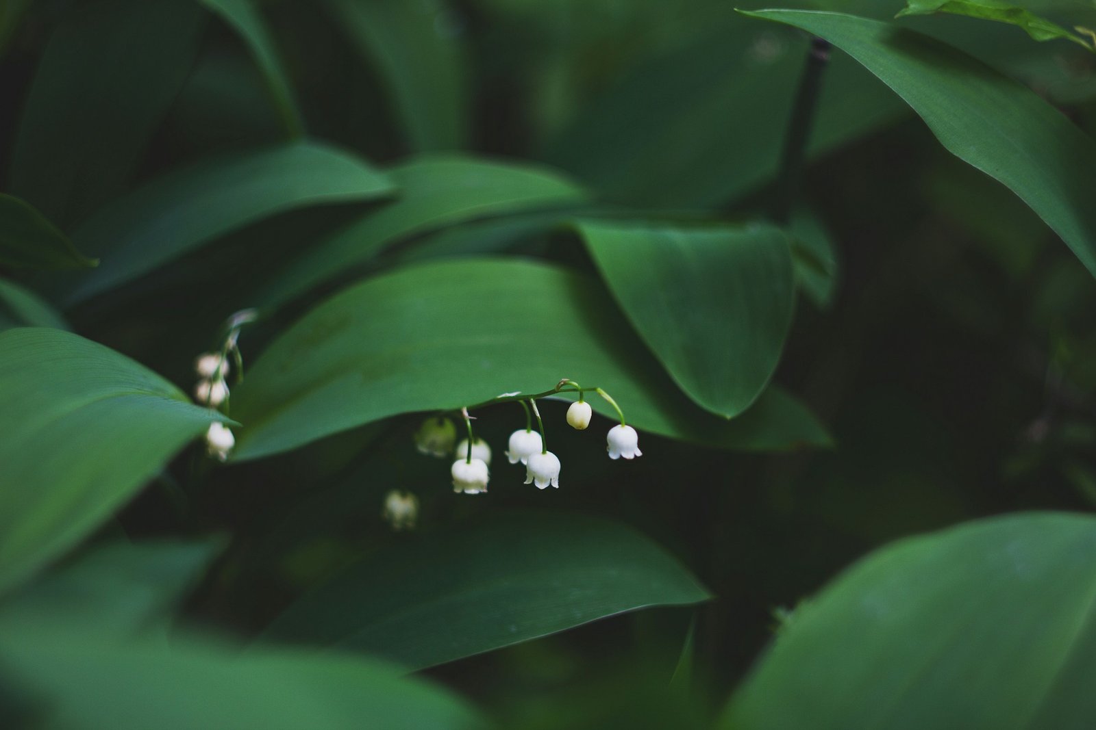 Prayer Plant: Care Tips for Thriving in Warm, Humid Conditions